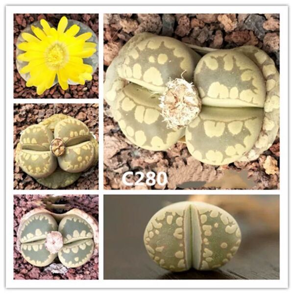多肉植物 リトープス C280 大津絵玉 種子 50粒