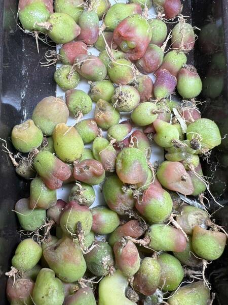 多肉植物　コノフィツム　マウガニー　緑宝石　紅宝石　やや大きめ