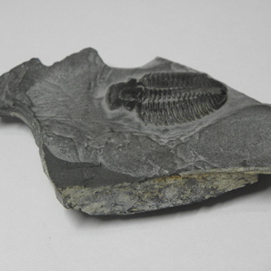 三葉虫 化石 標本の画像4
