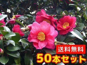 サザンカ 樹高0.5m前後 10.5cmポット （50本セット）（送料無料） 苗 植木 苗木 庭