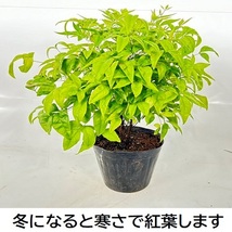 オタフクナンテン 樹高0.2m前後 15cmポット （3本セット）（送料無料） 苗 植木 苗木 庭_画像2