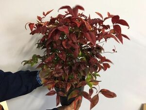 オタフクナンテン 樹高0.2m前後 15cmポット （20本セット）（送料無料） 苗 植木 苗木 庭