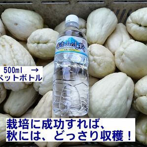 ■ハヤトウリ 白色 種ウリ 特大サイズ 約400g以上目安 2個セット ポリポットと栽培マニュアル付 ホワイト 隼人瓜 野菜 発芽確認済 良好品質の画像6