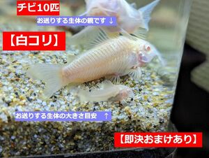 死着補償あり■全国送料無料 10匹 白コリドラス 白コリ アエネウス アルビノ 1.5-2cmのチビ 人工餌食べます 手渡し可 熱帯魚 アクアリウム