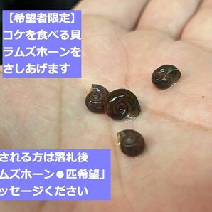 ■全国送料無料 国産グッピー 赤と緑ミックス 稚魚のチビ計10匹 1-2cm オスメス混合 手渡し可 自家繁殖 死着補償あり 熱帯魚 アクアリウムの画像6