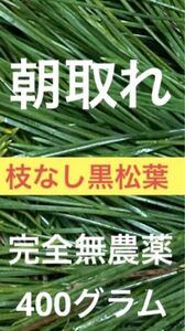 枝なし黒松葉400グラム即購入可　即日発送　岡山県　無農薬