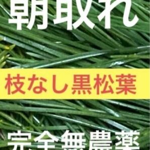 枝なし黒松葉400グラム即購入可　即日発送　岡山県　無農薬