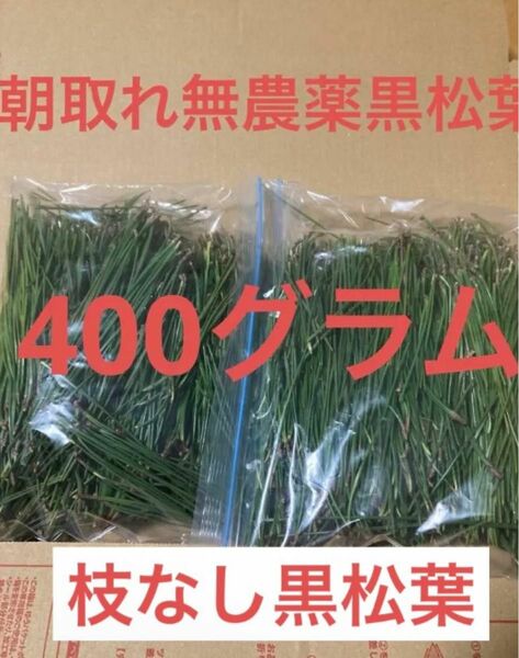 枝なし黒松葉400グラム即購入可　即日発送　岡山県　無農薬