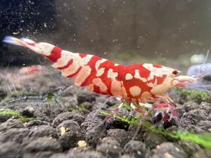 [ feed ] red fancy Tiger shrimp 2cm front after 3 pcs + freebie 