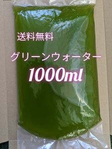 グリーンウォーター 青水 濃いめ 1000ml　メダカ　稚魚　ミジンコ　エサ