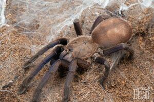 【3匹セット】ベトナミーズブルー/Chilobrachys sp. Vitneam blue タランチュラ　幼体3匹