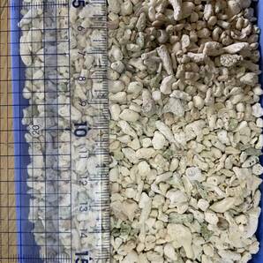 【中古】サンゴ砂 約 10kg S～L サイズ ミックス 水槽 底砂 熱帯魚 海水魚の画像3