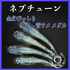 [まるきんメダカ] ネプチューン 有精卵15個 ＋αLAめだか様個体 安心の保証付き Instagram掲載中