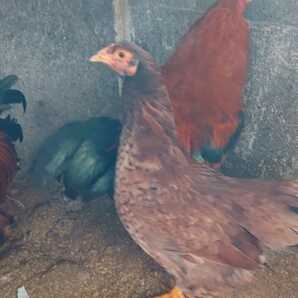【数量２】(食用)原種 比内鶏有精卵５個＋１個の出品です。の画像2