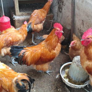 【数量２】(食用)名古屋コーチン保存会系種鶏 有精卵５個＋１個の出品です。の画像2