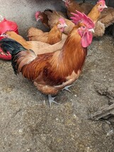 (食用)名古屋コーチン保存会系種鶏　有精10個＋２個の出品です。_画像6