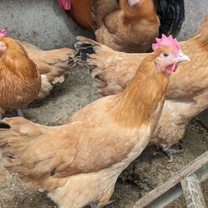 【数量２】(食用)名古屋コーチン保存会系種鶏 有精卵５個＋１個の出品です。の画像5