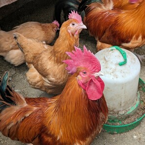 【数量２】(食用)名古屋コーチン保存会系種鶏 有精卵５個＋１個の出品です。の画像7