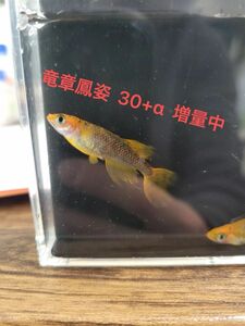 GWセール 竜章鳳姿 ただ今期間限定で増量中 卵30個+α 保証込み ヒカリ体型 ヒレ長 ロングフィン