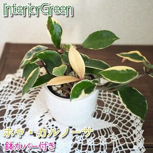 【観葉植物・インテリアグリーン】ホヤ カルノーサ リップカラー 鉢カバーセット