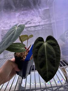 【Anthuroom】(select)Anthurium Black Ghost from Plant code farm（アンスリウムブラックゴースト）