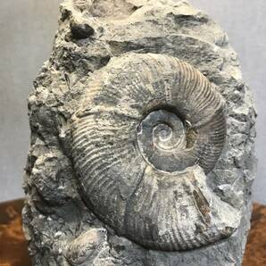 北海道 アンモナイト群生 化石 小平町達布 標本 鑑賞石 の画像1