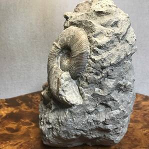 北海道 アンモナイト群生 化石 小平町達布 標本 鑑賞石 の画像3
