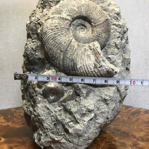 北海道 アンモナイト群生 化石 小平町達布 標本 鑑賞石 の画像7