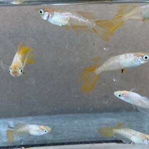 とても綺麗な  イエローテール半月ヒレ長 若魚 8匹+保障2匹  自然光撮影の画像5