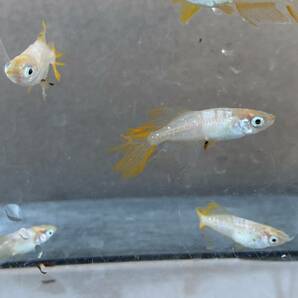 とても綺麗な  イエローテール半月ヒレ長 若魚 8匹+保障2匹  自然光撮影の画像4