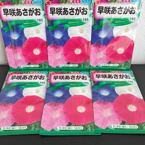 トーホク花の種E☆早咲あさがお☆１種６袋☆園芸ガーデニング
