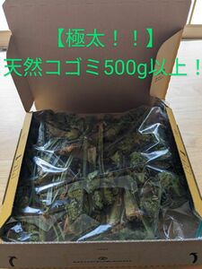 【最終値下！】会津三島産！極太天然コゴミ500g以上！【2】