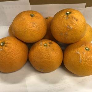 約10ｋｇ 清見オレンジ（タンゴール）（家庭用） サイズ混合 1円スタート 愛媛産.の画像3