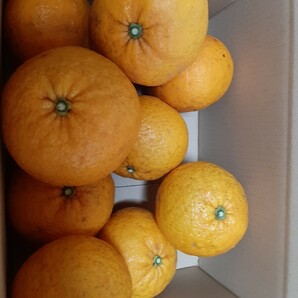 最後の１箱、幻の柑橘『サヌキエレガント』（スルガエレガントではありません）送料込み、愛媛産サイズ混合、栽培期間中農薬不使用3キロの画像1