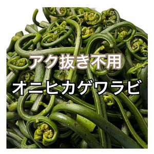 [即日発送可能] 兵庫県産 天然 山菜 オニヒカゲワラビ 約500g 