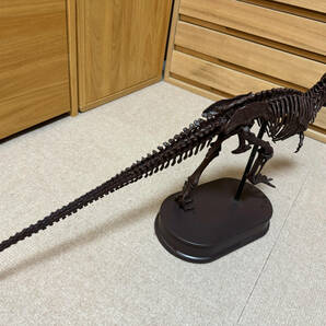 フェバリット Favorite ティラノサウルス スケルトンモデルの画像3