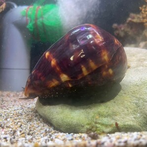 【特大ハチジョウダカラガイ1匹】全長8.1cm 殼高4.6cm± 美しい貝 海水魚 マリンアクアリウム タカラガイ貝殻採集 コレクションの画像1