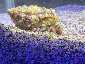 条件あり送料１円【イシダタミヤドカリ3匹セット】宿貝3-6cm± サイズランダム 海水魚 貝殻 