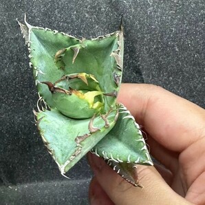 Y598 ガベ チタノタ 蟹 カニ 極美極上小株3株同梱Agave Titanota 優良血統 強鋸歯の画像4