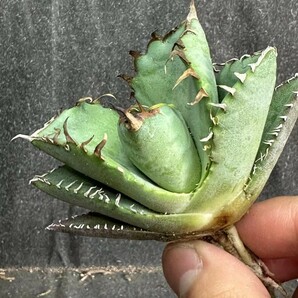 Y612 ガベ チタノタ 蟹 カニ 極美極上小株3株同梱Agave Titanota 優良血統 強鋸歯の画像2