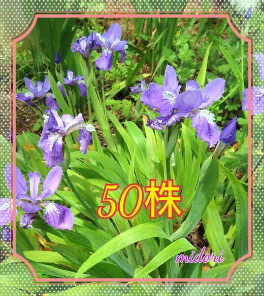 いちはつ イチハツ (50株) 茶花