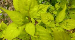 ハナイカダ 花筏 茶花植物一般