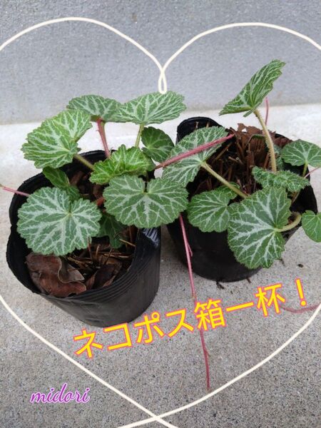 ユキノシタ 雪ノ下