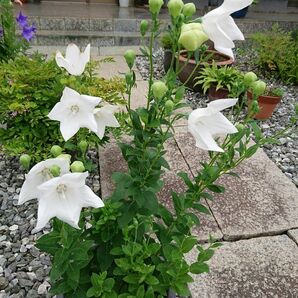 桔梗 白 キキョウ 茶花 植物一般