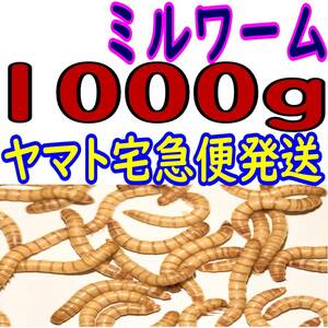 活 ミルワーム (生き餌) １０００g + α（ヤマト宅急便発送）