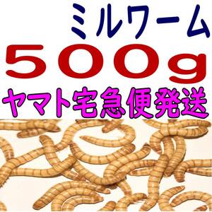 活 ミルワーム (生き餌) ５００g + α（ヤマト宅急便発送）