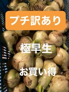 プチ訳あり南あわじ産極早生玉ねぎ10K