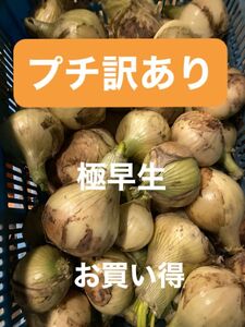 プチ訳あり南あわじ産極早生玉ねぎ10K