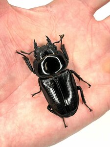 [ante] talent .YG..*53.0mm early stage (YG2301 line ) domestic production oo stag beetle 