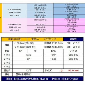 【ante】 能勢YG血統 ♀53.0mm早期（YG2301ライン） 国産オオクワガタの画像6